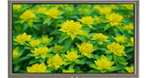 4.3 inç 480x272 Geniş Açılı O-Film TFT LCD Modülü, Dirençli Dokunmatik Ekranlı - WF43VTZAEDNT0